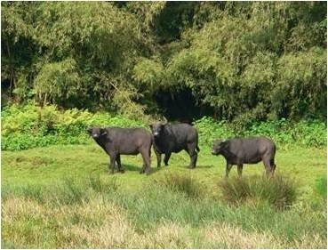Cows Cows