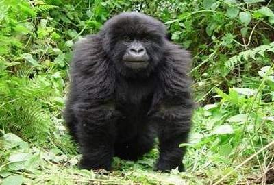 Gorilla Gorilla