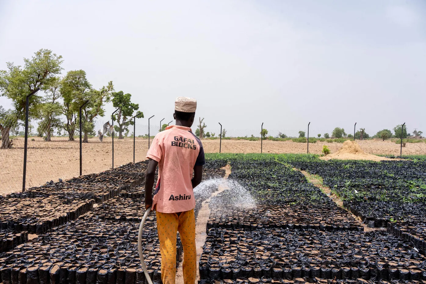 Tree Nursery Nigeria